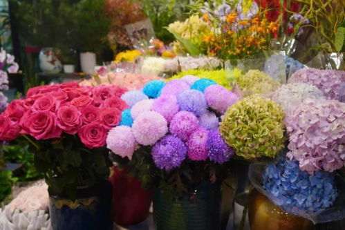 閔行兩大花卉市場 高端平價隨心選，果香花韻共徜徉