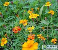 長期供應優質草花、苗木、地被，歡迎新老客戶洽談合作