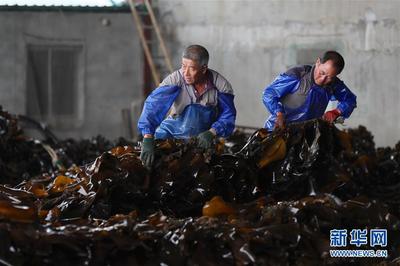 遼寧長海 海洋牧場迎來豐收季，線上線下銷售兩旺