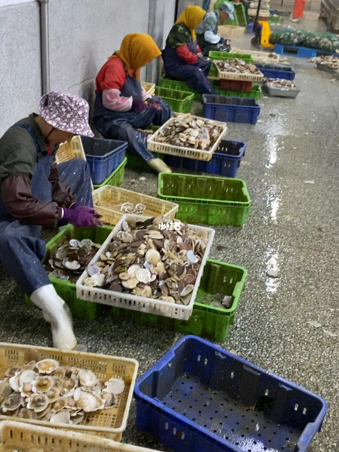 扇貝加工與進口 大連長?？h與綏芬河的產業聯動