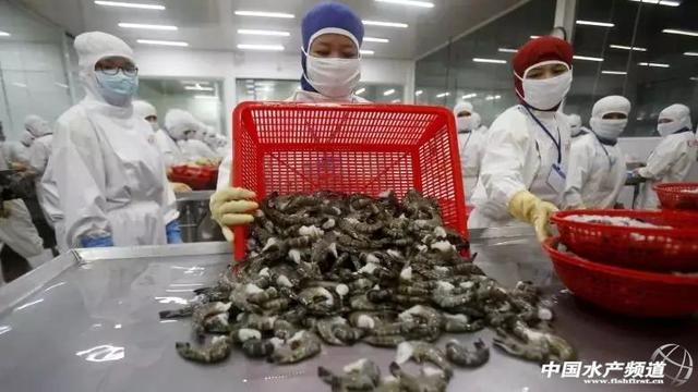 加拿大零售蝦產品驚現“超級細菌”，加工廠感染疑為源頭