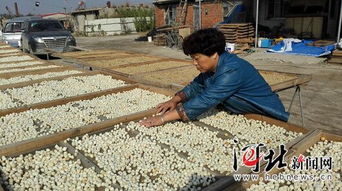 昌黎養(yǎng)殖戶 引領(lǐng)海產(chǎn)品加工產(chǎn)業(yè)升級(jí)，豐富產(chǎn)業(yè)鏈新篇章