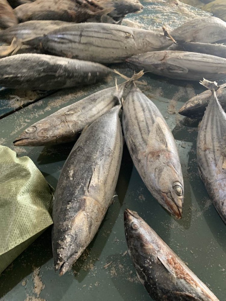 冷凍食品加工與批發 從西瓜皮魚到燈光海產品的市場機遇