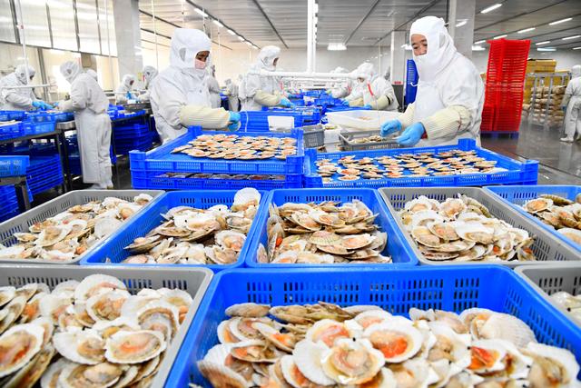 乳山海產品出口旺 12月繁忙加工場景紀實